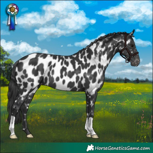 Horse Color:Black Near Leopard 