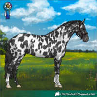 Horse Color:Black Appaloosa 