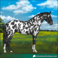 Horse Color:Black Appaloosa