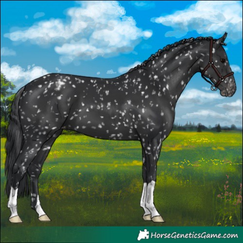 Horse Color:Black Appaloosa 