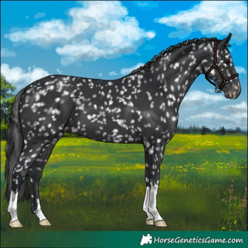 Horse Color:Black Snowflake Varnish