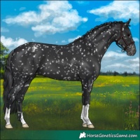 Horse Color:Black Appaloosa 