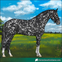 Horse Color:Black Appaloosa
