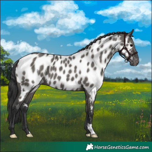 Horse Color:Grullo Appaloosa 