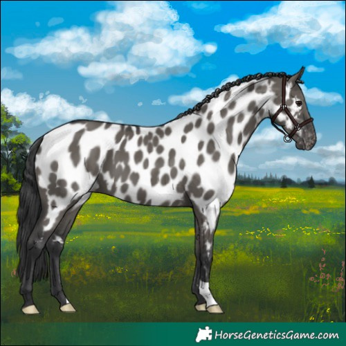 Horse Color:Grullo Appaloosa 
