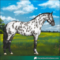 Horse Color:Grullo Appaloosa