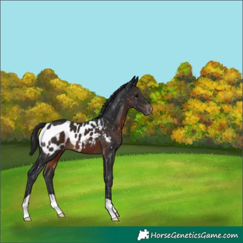 Horse Color:Brown Near Leopard 