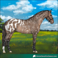 Horse Color:Brown Dun Appaloosa Rabicano 