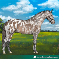 Horse Color:Brown Dun Appaloosa Rabicano 