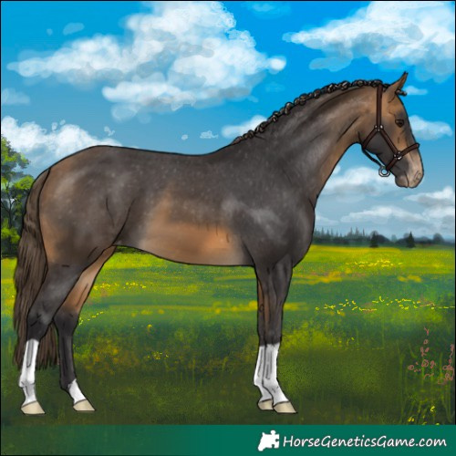 Horse Color:Buckskin Varnish