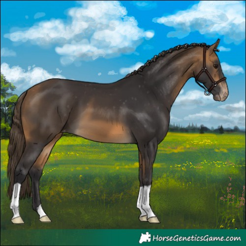 Horse Color:Buckskin Appaloosa