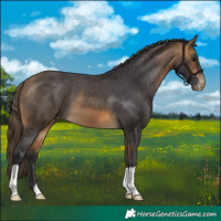 Horse Color:Buckskin Appaloosa