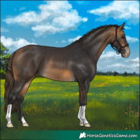 Horse Color:Buckskin Appaloosa 