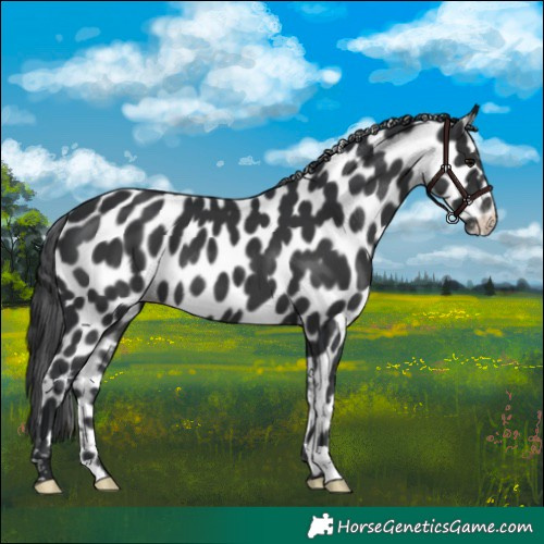 Horse Color:Black Appaloosa 