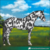 Horse Color:Black Appaloosa
