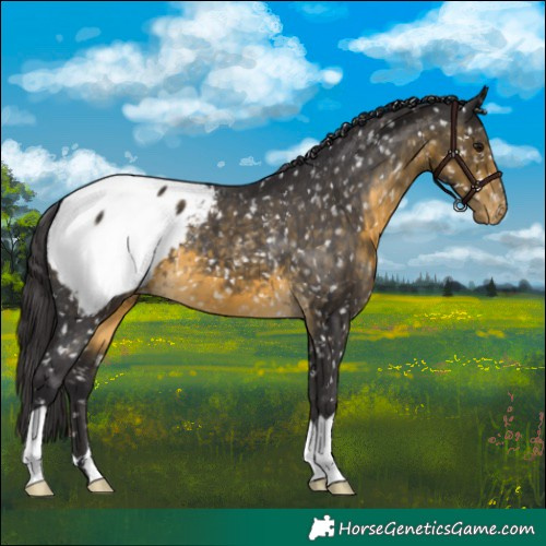Horse Color:Buckskin Appaloosa 