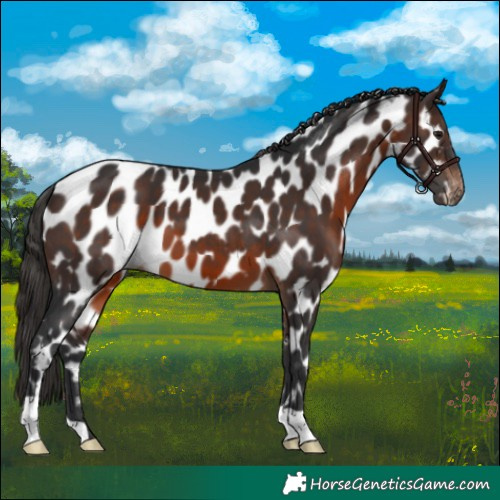Horse Color:Brown Appaloosa
