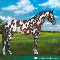 Horse Color:Brown Appaloosa