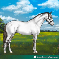 Horse Color:Smoky Grullo Appaloosa 