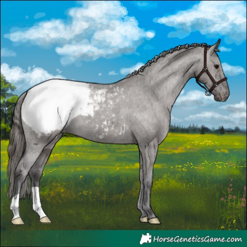 Horse Color:Smoky Grullo Appaloosa 