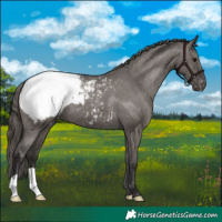 Horse Color:Smoky Grullo Appaloosa 