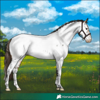 Horse Color:Buckskin Near Fewspot Rabicano 