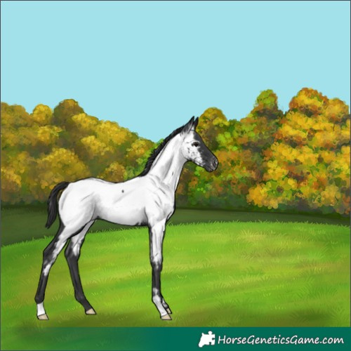 Horse Color:Black Near Fewspot 