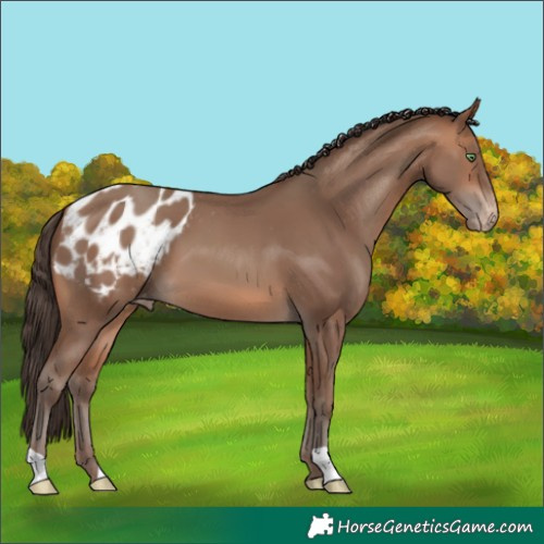 Horse Color:Sable Champagne Appaloosa 
