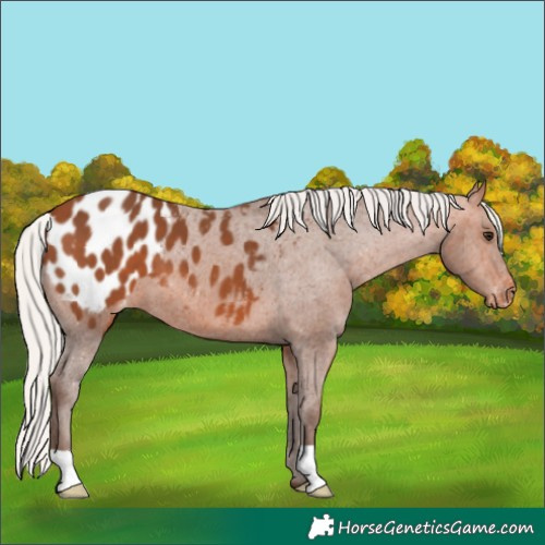 Horse Color:Silver Bay Blanket 