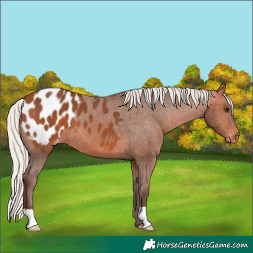 Horse Color:Silver Bay Appaloosa 