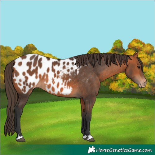Horse Color:Bay Appaloosa 