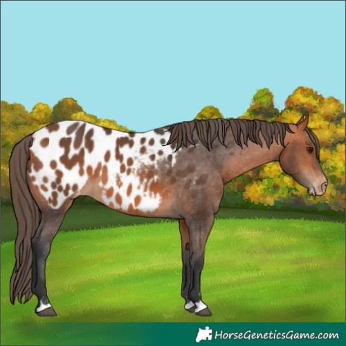 Horse Color:Bay Appaloosa 
