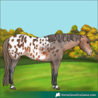 Horse Color:Bay Blanket 