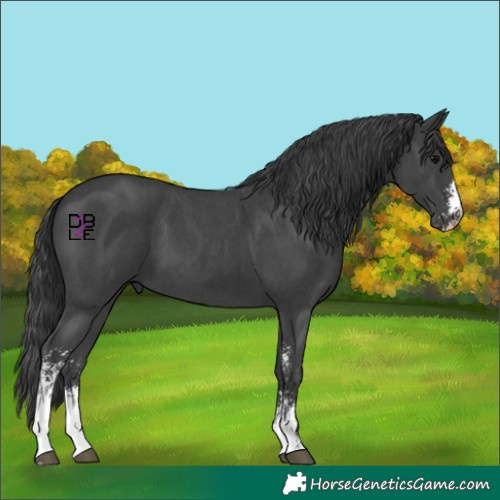 Horse Color:Black Sabino 