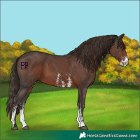 Horse Color:Liver Chestnut Sabino 