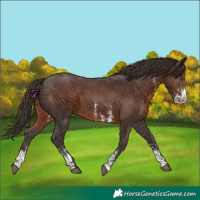 Horse Color:Liver Chestnut Sabino