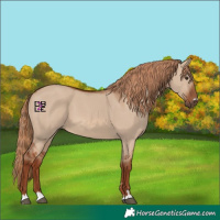 Horse Color:Red Dun 