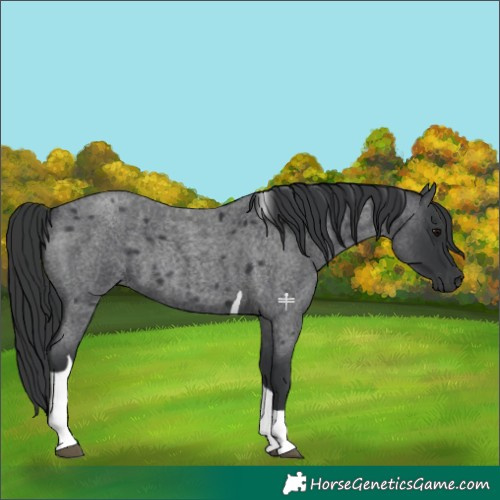 Horse Color:Blue Roan Tobiano 