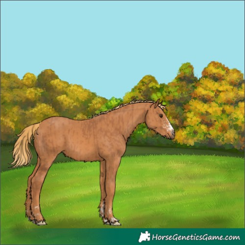 Horse Color:Chestnut  and Chestnut 