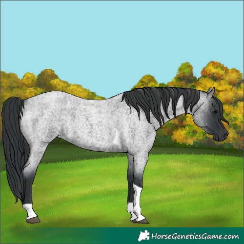 Horse Color:Blue Roan Tobiano 