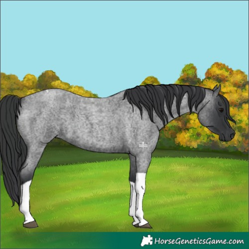 Horse Color:Blue Roan Tobiano 