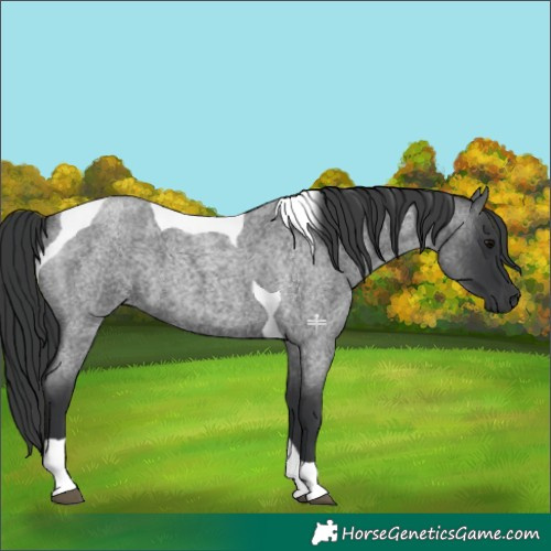 Horse Color:Blue Roan Tobiano 
