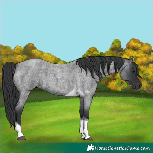 Horse Color:Blue Roan Tobiano 