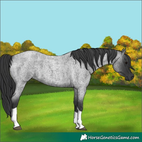 Horse Color:Blue Roan Tobiano 