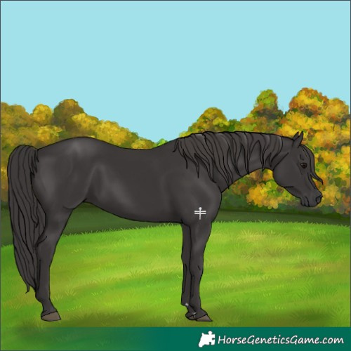 Horse Color:Smoky Black 