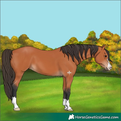 Horse Color:Bay 