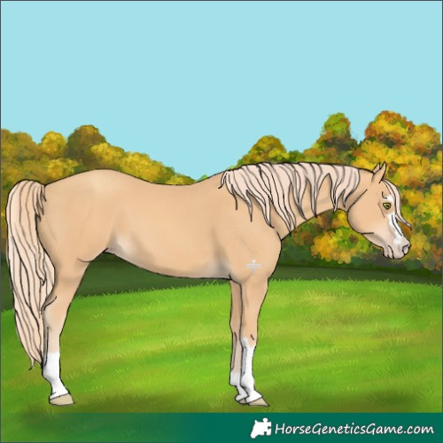 Horse Color:Gold Champagne 