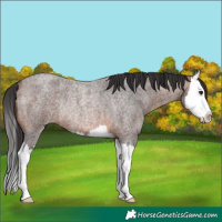 Horse Color:Brown Roan Splash Rabicano 