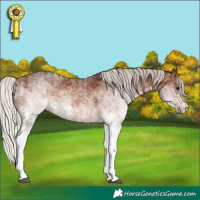 Horse Color:White Spotted Silver Bay and Gray White Spotted Silver Bay
