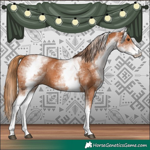 Horse Color:White Spotted Chestnut 